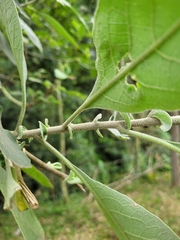 Solanum mauritianum