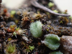 Riccia beyrichiana