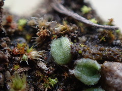 Riccia beyrichiana