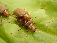 Galerucella calmariensis