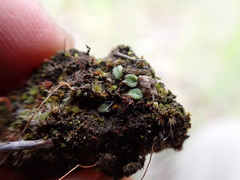 Riccia beyrichiana