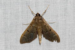 Psara atritermina