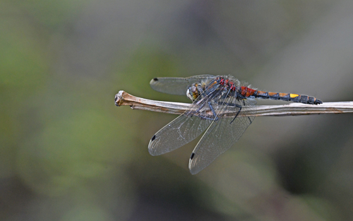 Large White-faced Darter photo 5