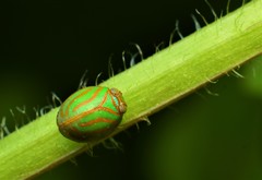 Hemisphaerius interclusus