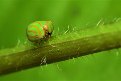 Hemisphaerius interclusus