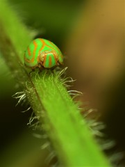 Hemisphaerius interclusus