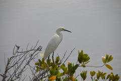 Egretta thula image