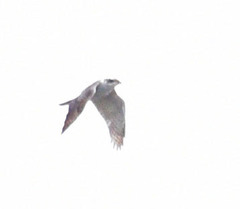 Accipiter gentilis