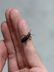 Strongylium erythrocephalum