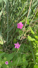 Pavonia lasiopetala