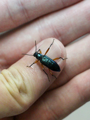 Strongylium erythrocephalum