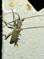 Acalolepta rusticatrix