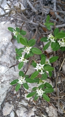 Daphne alpina