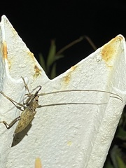 Acalolepta rusticatrix