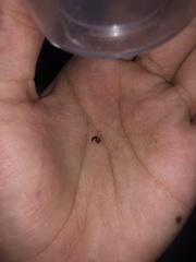 Pogonomyrmex imberbiculus