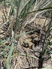 Eremophila alpestris