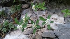 Daphne alpina