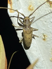 Acalolepta rusticatrix