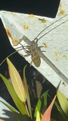 Acalolepta rusticatrix