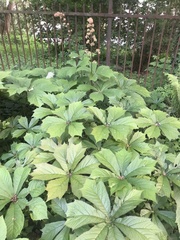 Rodgersia