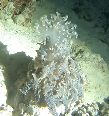 Phyllodiscus semoni
