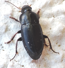 Carabidae
