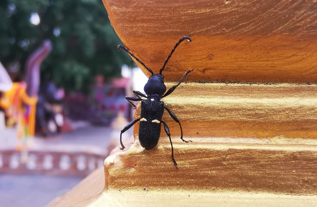 Epipedocera laticollis