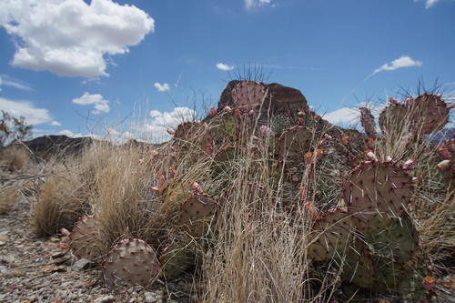 Opuntia aureispina