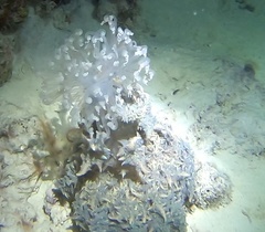Phyllodiscus semoni