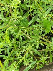 Galium
