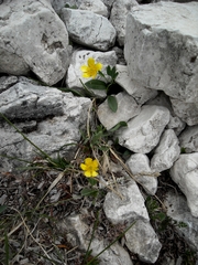 Ranunculus hybridus