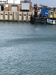 Somateria mollissima