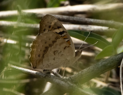 Junonia orithya