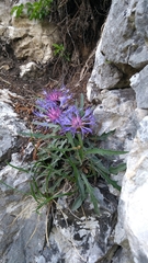 Centaurea triumfettii