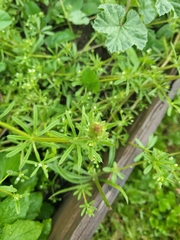 Galium