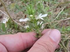 Teucrium laciniatum