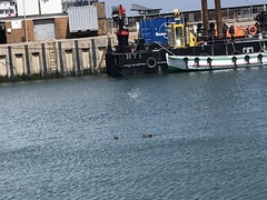 Somateria mollissima