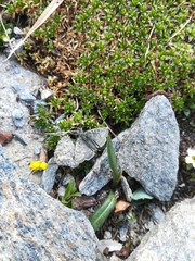 Metaxmeste phrygialis