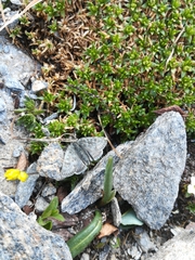 Metaxmeste phrygialis