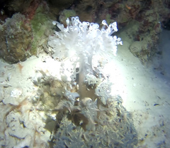 Phyllodiscus semoni