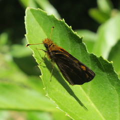Metisella metis metis