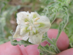 Chamaesaracha coniodes