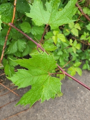 Vitis