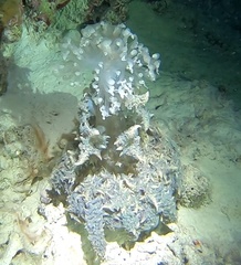 Phyllodiscus semoni