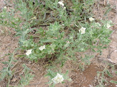 Chamaesaracha coniodes