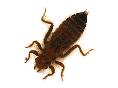 Gomphus vulgatissimus