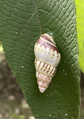 Amphidromus porcellanus