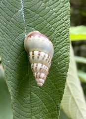 Amphidromus porcellanus