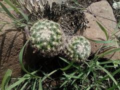 Mammillaria jaliscana jaliscana