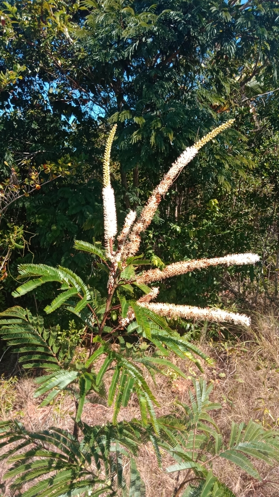 Entada pervillei